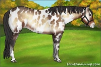 Horse Color:Buckskin Onyx Appaloosa