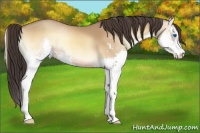 Horse Color:Amber Champagne Onyx Sabino Splash 