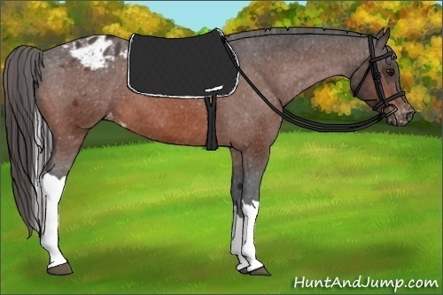 Horse Color:Bay Tobiano Varnish 