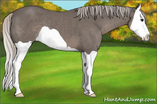 Horse Color:Silver Black Splash 