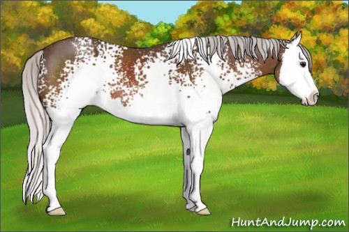 Horse Color:White Spotted Silver Brown Sabino Splash 