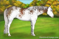 Horse Color:White Spotted Silver Brown Sabino Splash 