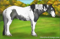 Horse Color:Black Sabino Tobiano Rabicano