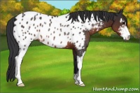 Horse Color:Brown Sabino Near Leopard Rabicano