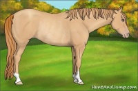 Horse Color:Unknown 