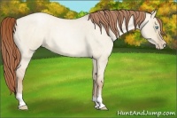 Horse Color:Buckskin Roan Pearl Dun 