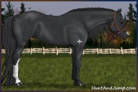 Horse Color:Black 