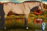 Horse Color:Bay Dun
