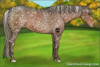 Horse Color:Liver Chestnut Appaloosa