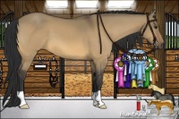 Horse Color:Buckskin Dun