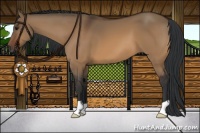 Horse Color:Brown Dun 