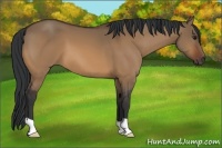 Horse Color:Brown Dun 