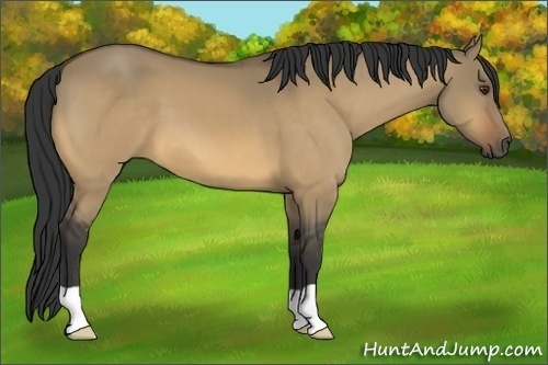 Horse Color:Buckskin Dun 