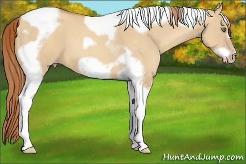 Horse Color:Gold Champagne Dun Tobiano Frame 