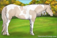 Horse Color:Palomino Pearl Tobiano