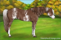 Horse Color:White Spotted Chestnut Sabino 