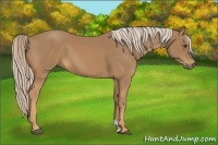 Horse Color:Palomino 