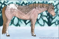 Horse Color:Liver Chestnut Ice Sabino Appaloosa 
