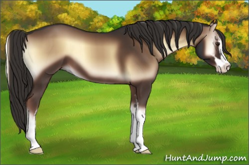 Horse Color:Liver Red Onyx Sabino 