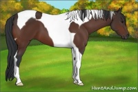 Horse Color:Bay Tobiano 