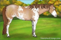 Horse Color:Brown Pearl Sabino Rabicano