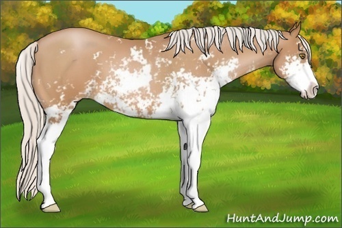 Horse Color:Silver Bay Pearl Sabino 