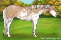 Horse Color:Silver Bay Pearl Sabino