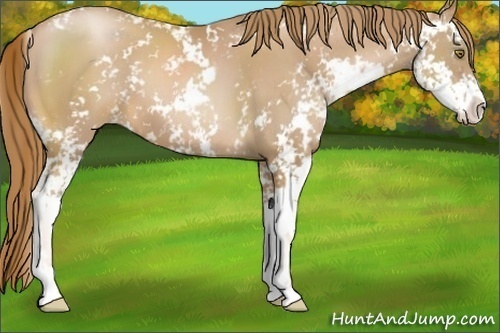 Horse Color:Chestnut Pearl Sabino 