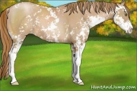 Horse Color:Chestnut Pearl Sabino