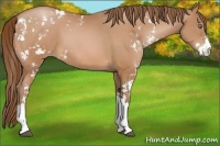Horse Color:Bay Pearl Sabino