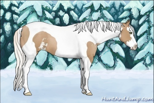 Horse Color:Silver Black Pearl Sabino Splash Tobiano 