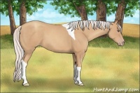 Horse Color:Silver Classic Champagne Sabino Tobiano 