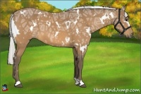 Horse Color:White Spotted Silver Buckskin Ice 