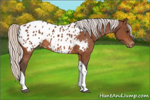 Horse Color:Silver Bay Tobiano Appaloosa 