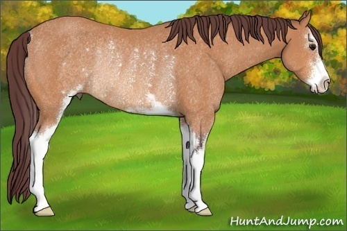 Horse Color:Chocolate Buckskin Sabino Rabicano 