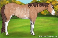 Horse Color:Chocolate Buckskin Sabino Rabicano
