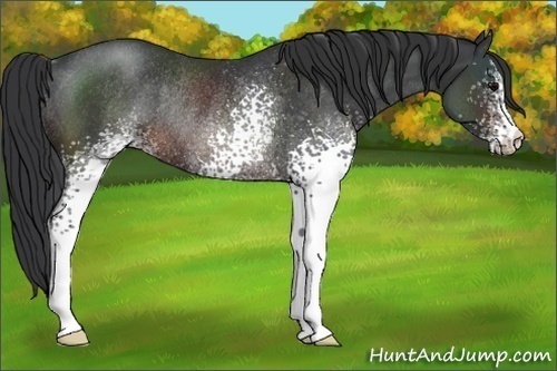 Horse Color:White Spotted Brown Rabicano 