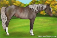 Horse Color:Silver Brown Appaloosa Rabicano 