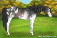 Horse Color:White Spotted Brown Varnish Rabicano 