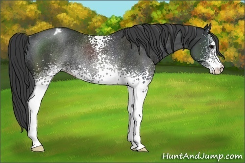 Horse Color:White Spotted Black Appaloosa Rabicano