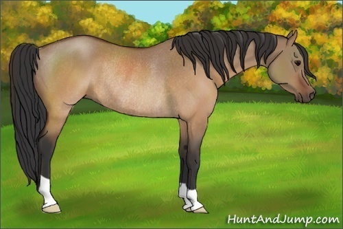 Horse Color:Brown Dun Rabicano 