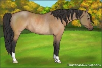 Horse Color:Brown Dun Rabicano 