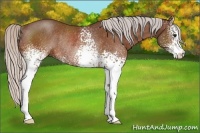 Horse Color:White Spotted Silver Bay Rabicano