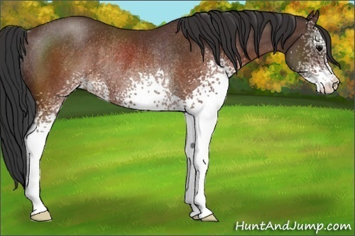 Horse Color:White Spotted Brown Rabicano 