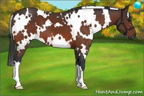 Horse Color:White Spotted Bay 
