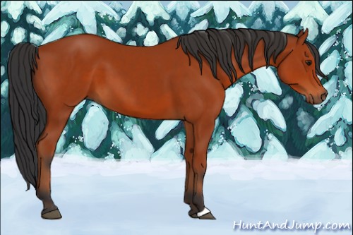 Horse Color:Brown 