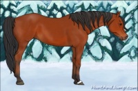 Horse Color:Brown 