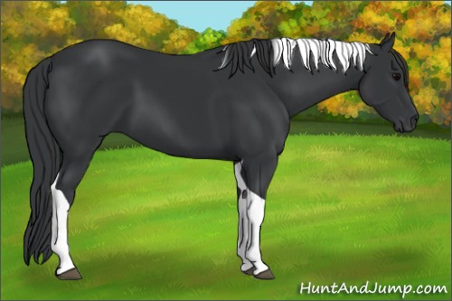 Horse Color:Black Tobiano 