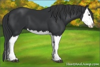 Horse Color:Black Splash 