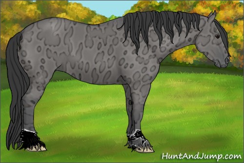Horse Color:Grullo Ice 